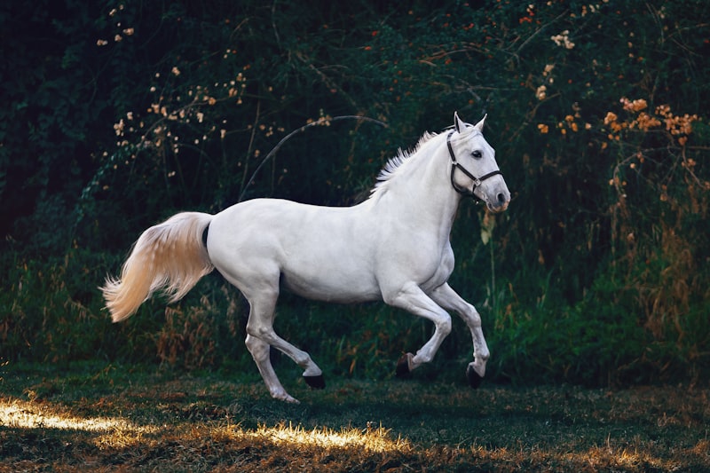 Cheval en mouvement — compléments alimentaires pour chevaux