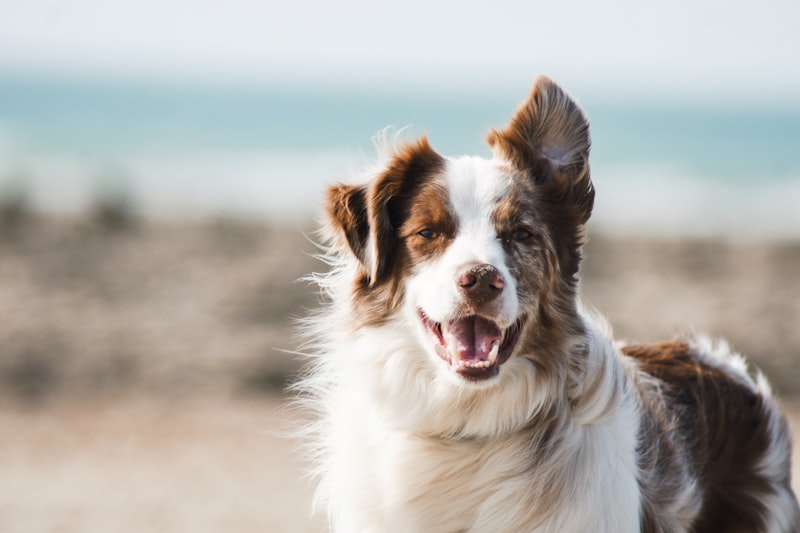 Chien en pleine forme — compléments alimentaires pour chiens et chats